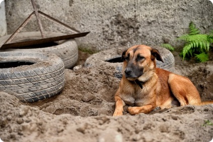 Miért kutyák ásni a földbe (föld) Miért kutyák ásni a föld