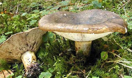 Előnyök és árt a tej gomba gomba az emberi hasznos tulajdonságai és ellenjavallatok (tej gomba) Előnyök és árt a tej gomba gomba az emberi hasznos tulajdonságai és ellenjavallatok