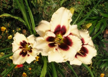 Ültetés és gondozása daylilies - egyszerű szabályok