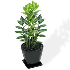 Feltételek ellátás Zamioculcas öntözés, reprodukció, transzplantáció, betegségek