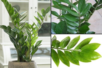 Feltételek ellátás Zamioculcas öntözés, reprodukció, transzplantáció, betegségek