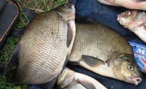 Csali keszeg - Titkok a sikeres halászat (csali keszeg a feeder) Csali keszeg - Titkok a sikeres horgászat