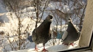 Pattanás a pápa jel (pattanás) A pattanás a szamár megjelölés