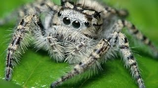 Pattanás a pápa előjel (jel) A pattanás a szamár megjelölés