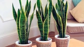 A pattanás a szamár jel (esti babona jelek) A pattanás a szamár megjelölés