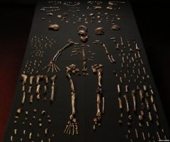 Köztes evolúció az ember Afrikában találtak