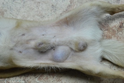Köldöksérv kutyák fotó, kezelés, mit kell csinálni (Dogs) Köldöksérv kutyák fotó, kezelés, mit kell tenni
