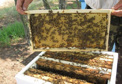 Keretek és méhsejt méh
