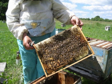 Keretek és méhsejt méh