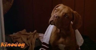 Történetek a filmről Turner és Hooch on (Turner) Történetek a filmről Turner és Hooch on
