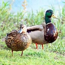A történet kacsa gyerekeknek (történet) A történet kacsa gyermek