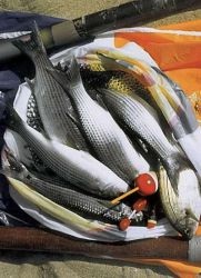 Hal szemöldök - előnyei és hátrányai (használatra) Fish szemöldök - előnyei és hátrányai