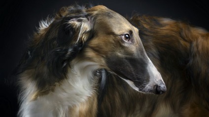 Orosz agár, kutya fajta, fotók, Orosz Borzoi (fotó) Orosz agár, kutya fajta, fotók, Orosz Borzoi