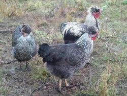 Orosz Tarajos fajta csirkék, a hely, ahol véleményeket, fotókat