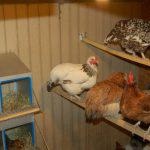 Orosz Tarajos fajta csirkék, a hely, ahol véleményeket, fotókat