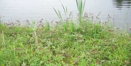 Marsh cinquefoil és gyógyító tulajdonságait az alkalmazás (lehet kapni a gyógyszertárban) Potentilla Marsh terápiás tulajdonságainak és alkalmazási