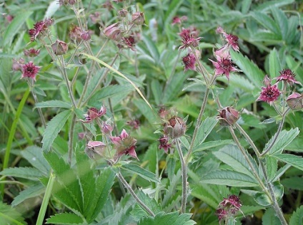 Marsh cinquefoil és gyógyító tulajdonságait az alkalmazás (lehet kapni a gyógyszertárban) Potentilla Marsh terápiás tulajdonságainak és alkalmazási