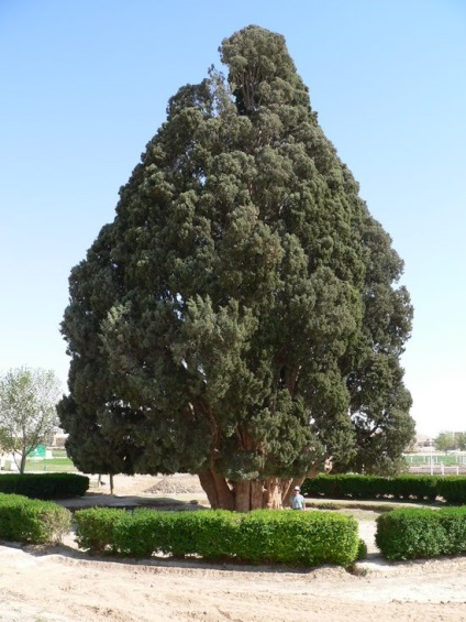 A legidősebb fák a világon
