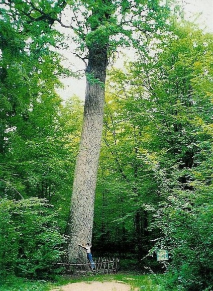A legidősebb fák a világon