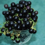 Sunberry hasznos tulajdonságokat és ellenjavallatok