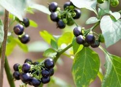 Sunberry - előnyei és hátrányai