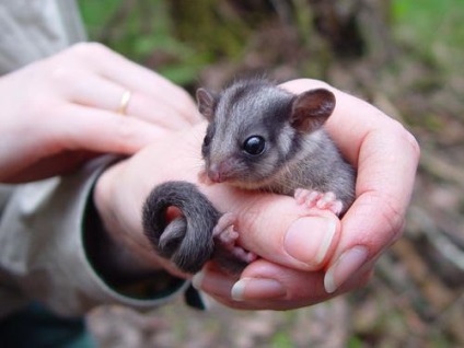 Opossum diabétesz (diabetes) cukor oposszum