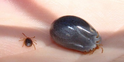 Szürke tick - kullancs fotó szürke (fotó) Szürke tick - kullancs fotók szürke