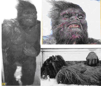 Hóember képek és fotók, leírás Yeti (hó) Hóember képek és fotók, leírás Yeti