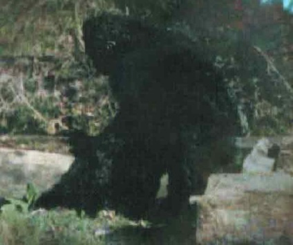 Hóember képek és fotók, leírás Yeti (egy másik dimenzió) Hóember képek és fotók, leírás Yeti
