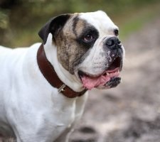 Kutya az amerikai bulldog tenyészet leírás, fotók, az ár a kölykök, vélemények