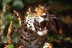 A tartalom a jaguár az otthoni