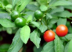 Solanum ápolási otthon a bokor korall (korall) Solanum ápolási otthon Coral bokor
