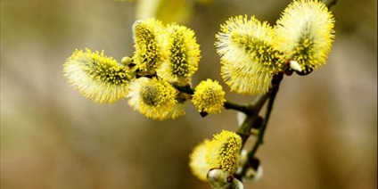 Álomértelmezés Willow Willow az, amit az álmok alvás közben (álom értelmezése) Álomértelmezés Willow Willow az, amit az álmok alvás közben