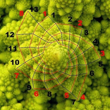 Spirál Fibonacci (Fibonacci) Fibonacci-spirál