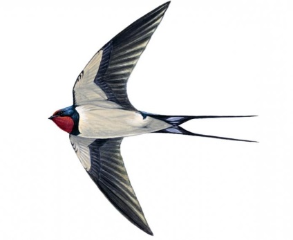 Összehasonlítás lenyeli és Swifts hasonlóságokat és különbségeket (összehasonlítás lenyeli Swifts) Összehasonlítása fecskék és Swiftek hasonlóságok és különbségek