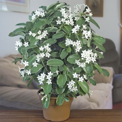 Stephanotis otthoni gondozást