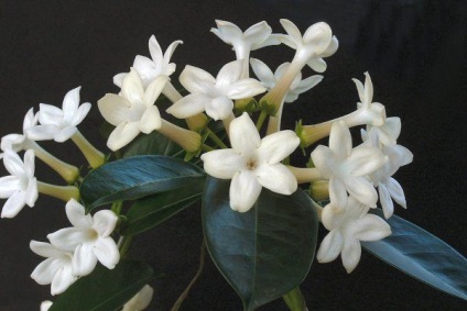 Stephanotis otthoni gondozást