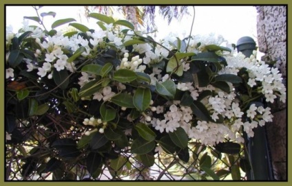 Stephanotis otthoni gondozást