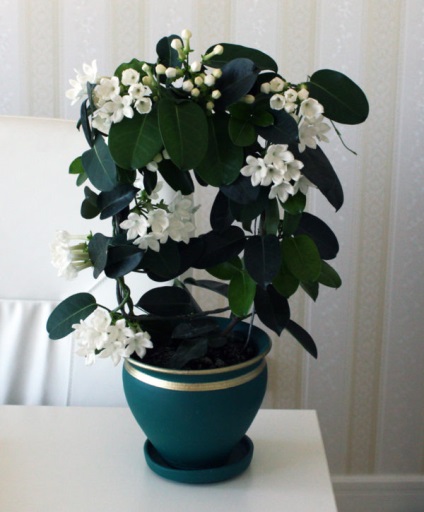 Stephanotis otthoni gondozást