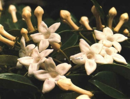 Stephanotis otthoni gondozást