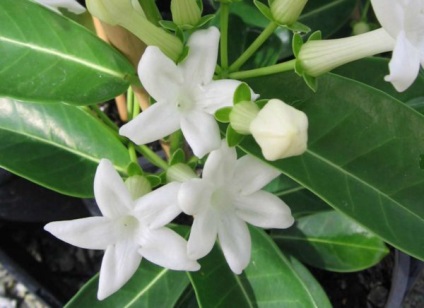 Stephanotis otthoni gondozást