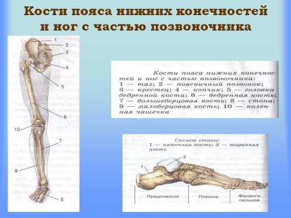 emberi láb szerkezete a csontváz az alsó végtagok
