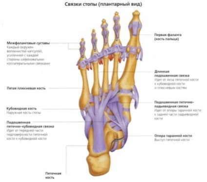 emberi láb szerkezete, jellemzői és annak deformációját
