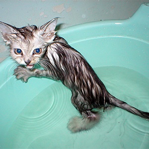 A víz hőmérséklete a fürdés macska murkotiki
