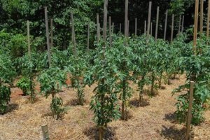 Paradicsom leírás és a méz csepp jellemzők fokozatú (leírás) Paradicsom leírása és méz csepp jellemzők évfolyam
