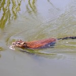 Finomságok vadászat pézsmapocok a samolovami és fegyverek - tanácsot egy tapasztalt vadász (pézsmapocok) Finomságok vadászat pézsmapocok a samolovami és fegyverek - tanácsot egy tapasztalt vadász