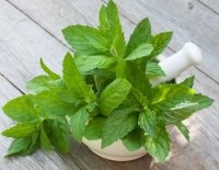 Grass ánizs terápiás tulajdonságainak és ellenjavallatok magvak (ánizs) Grass ánizs gyógyszer tulajdonságait és ellenjavallatok magvak