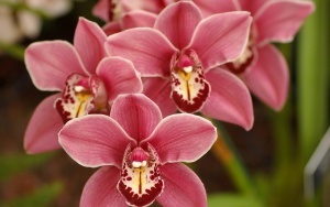 Univerzális talaj összetétele az átültetésre orchideák otthon