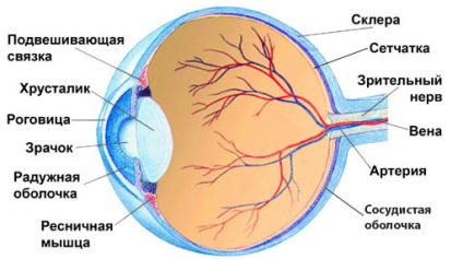 Zúzódásos sérülés szem szaruhártya, retina, kötőhártya-gyulladás, a szem kezelések zúzódások