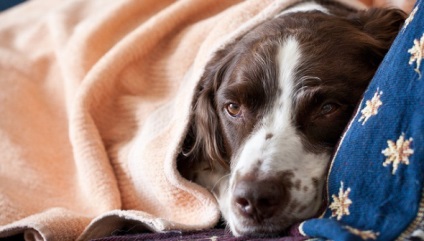 Fokozott gyomor kutyáknál okoz, a kezelés